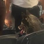 Cadela foge de casa para 'assistir' show da banda Metallica
