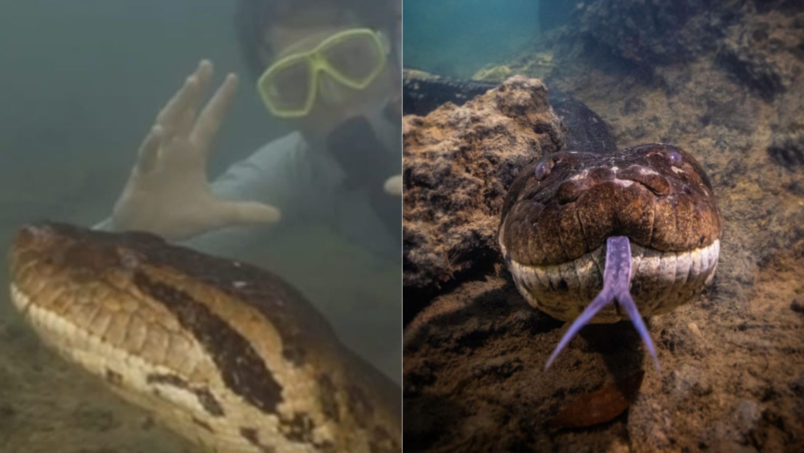 Por que sucuri morta em Bonito tinha o nome de Ana Júlia? Confira história