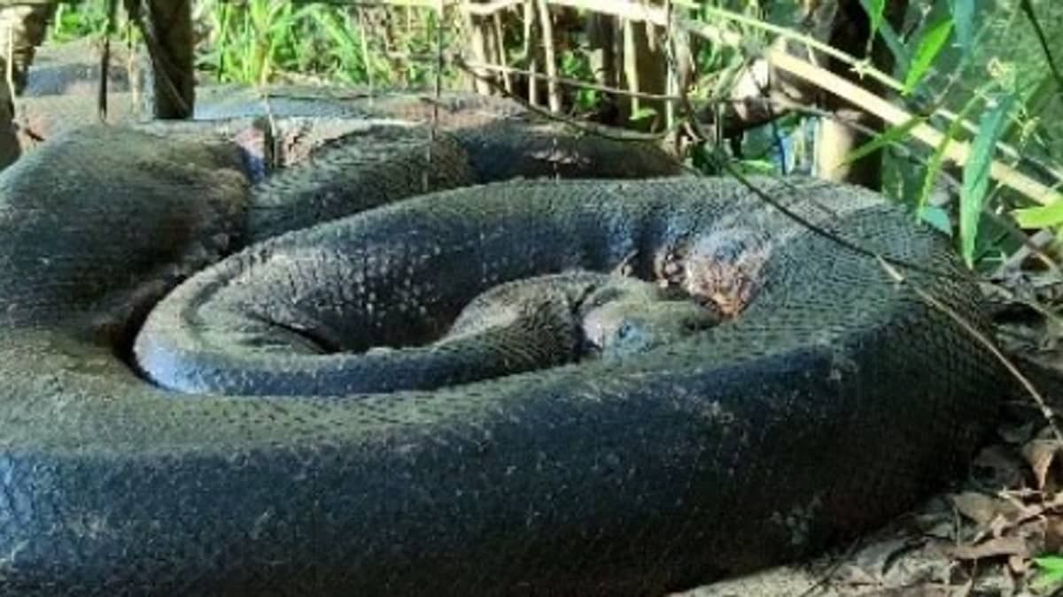Vídeo: guia de turismo flagra sucuri de 7 metros ‘tomando banho de sol’ em Bonito-MS 