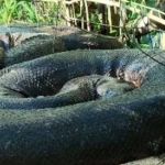 Vídeo: guia de turismo flagra sucuri de 7 metros ‘tomando banho de sol’ em Bonito-MS 