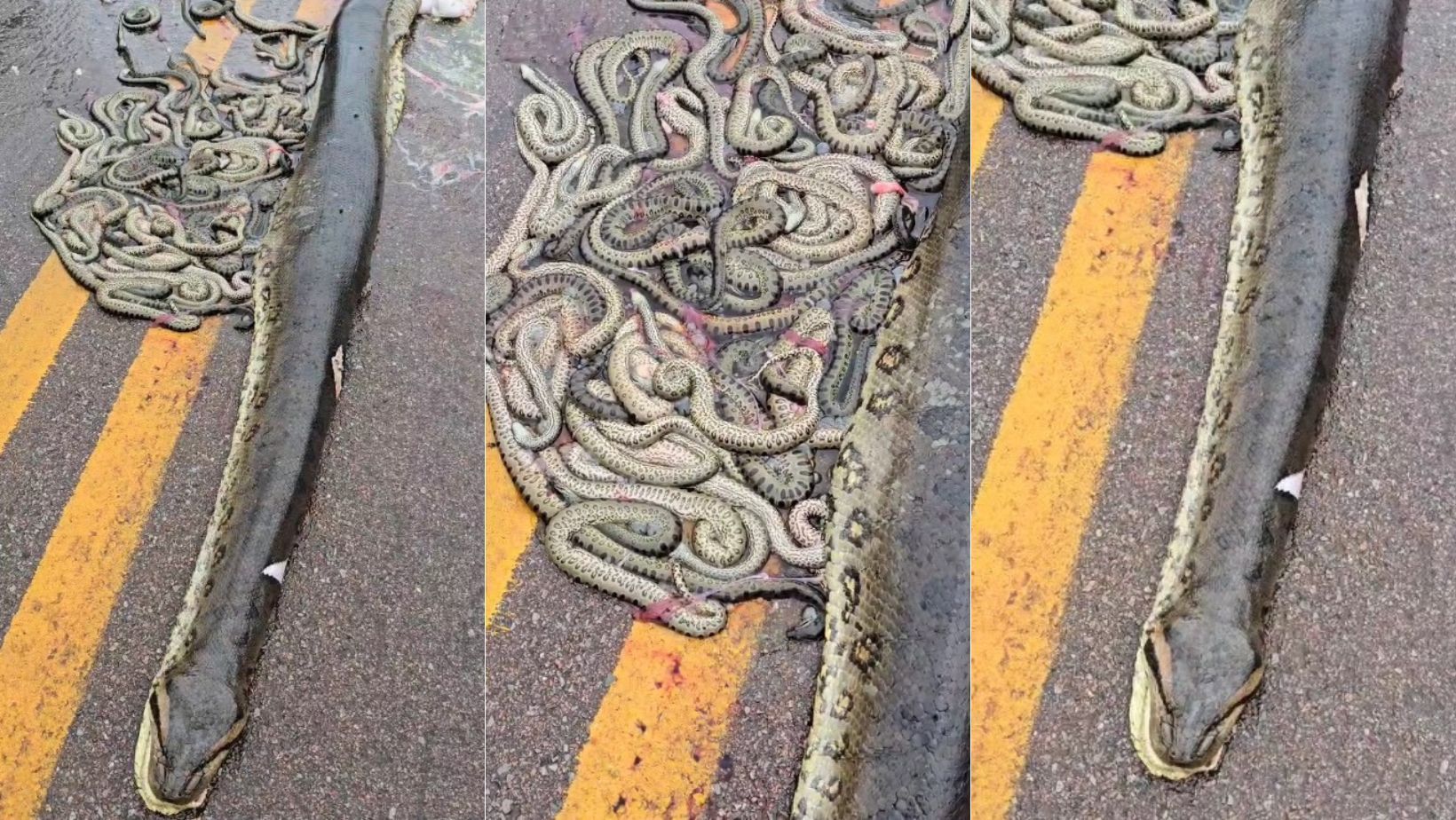 Sucuri grávida é atropelada e ejeta cerca de 40 filhotes em rodovia no MT; veja vídeo