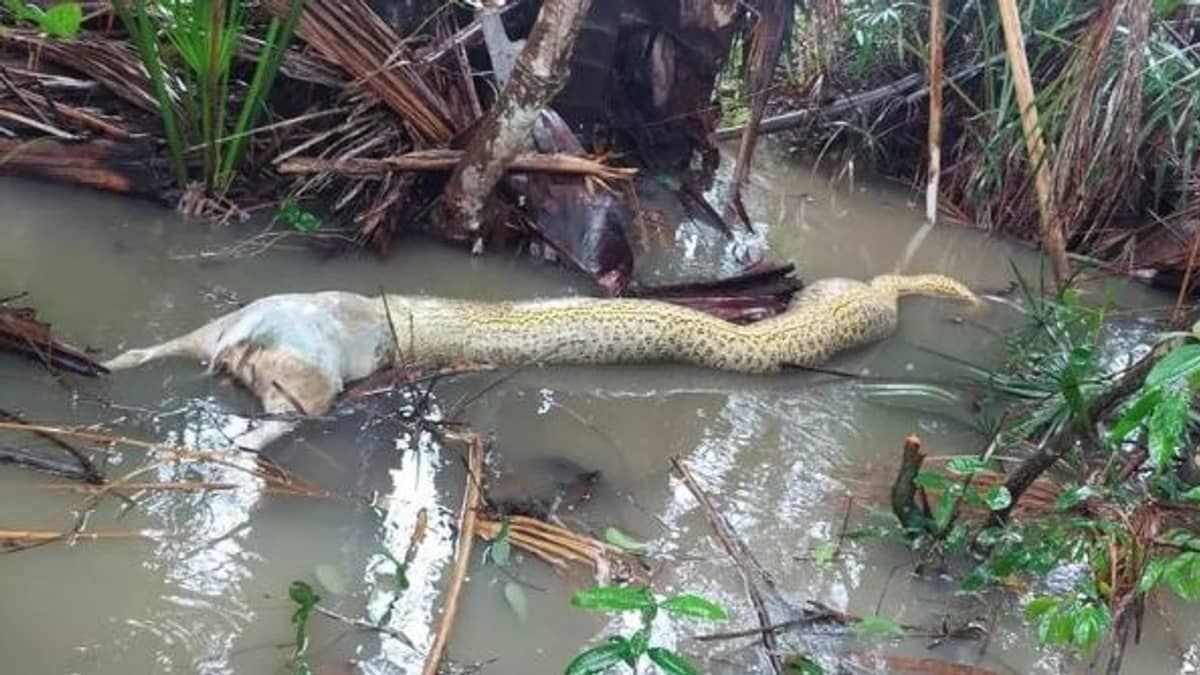 Sucuri morre 'entalada' após comer cachorro e vídeo viraliza  