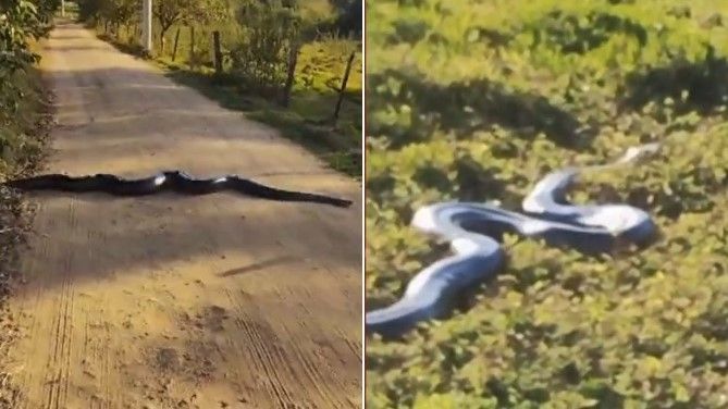 Maior espécie de sucuri do Brasil, cobra de 4 metros atravessa estrada de SP