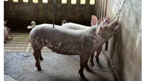 Suínos terão mais facilidade no diagnóstico de Síndrome Reprodutiva e Respiratória