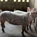 Laboratório de Saúde Animal do IMA amplia leque de serviços