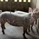 Laboratório de Saúde Animal do IMA amplia leque de serviços