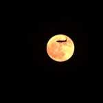 Superlua Azul brilha no céu nesta quarta (30); saiba melhor horário para ver