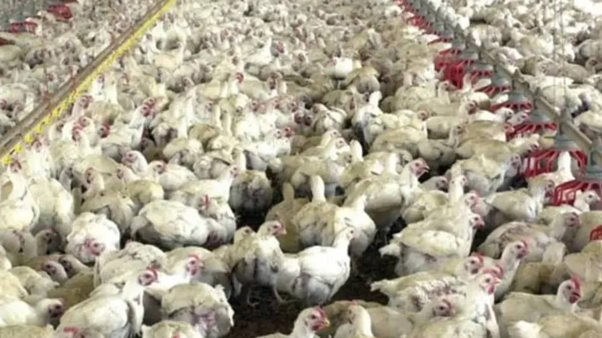 Após infecção de aves, funcionários de parque no ES têm resultado negativo para gripe aviária, diz Saúde