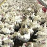 Após infecção de aves, funcionários de parque no ES têm resultado negativo para gripe aviária, diz Saúde