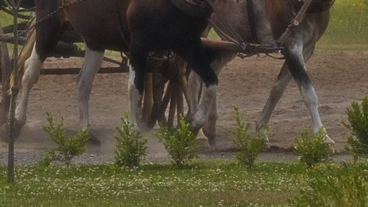 Suspeito fugiu de charrete