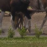 Homem vê ex de amigo com outro, atira em três pessoas e foge de charrete na Grande BH