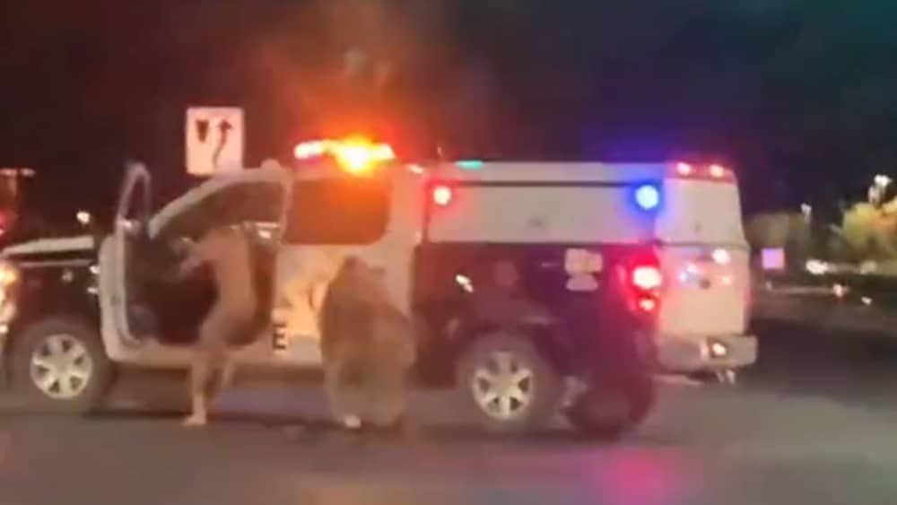 Vídeo: homem nu rouba viatura na noite de Halloween em Las Vegas e sofre acidente