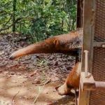 Tamanduá-bandeira órfão retorna à natureza após reabilitação em Goiânia