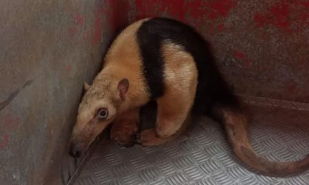tamanduá resgate rio novo zona rural