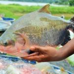 Pesquisadores descobrem como deixar a ração do tambaqui mais barata, eficiente e ecológica