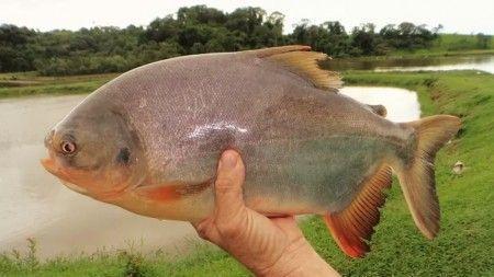 Peixe amazônico tambatinga