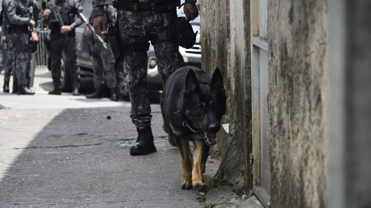 Durante treinamento, cães farejadores encontram 53 quilos de drogas em São Paulo 