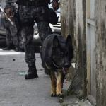 Durante treinamento, cães farejadores encontram 53 quilos de drogas em São Paulo