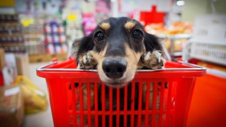 Tarcísio veta projeto que impediria venda de animais em pet shops em SP