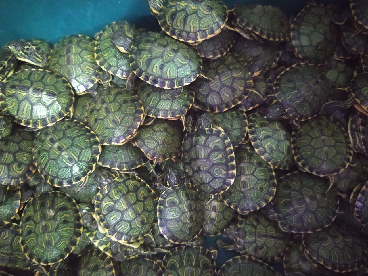Casal é preso com mais de 700 filhotes de tartaruga na BR-116, no interior de Minas