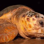 Tartaruga se torna a mais velha a desovar no Brasil após 37 anos de monitoramento