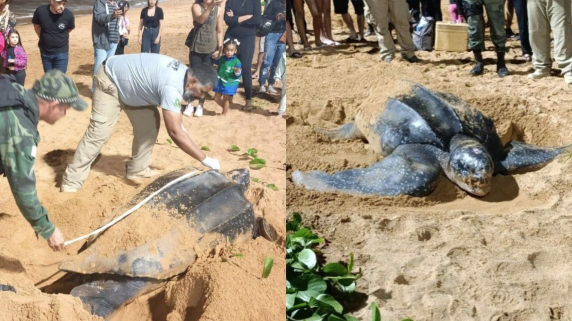 Maior espécie de tartaruga do mundo é vista em praia 'queridinha' dos mineiros: veja vídeo