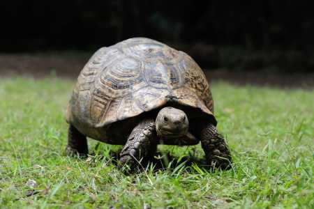 A posse consciente e responsável é parte fundamental na luta contra o tráfico de fauna e na garantia de uma convivência saudável com animais