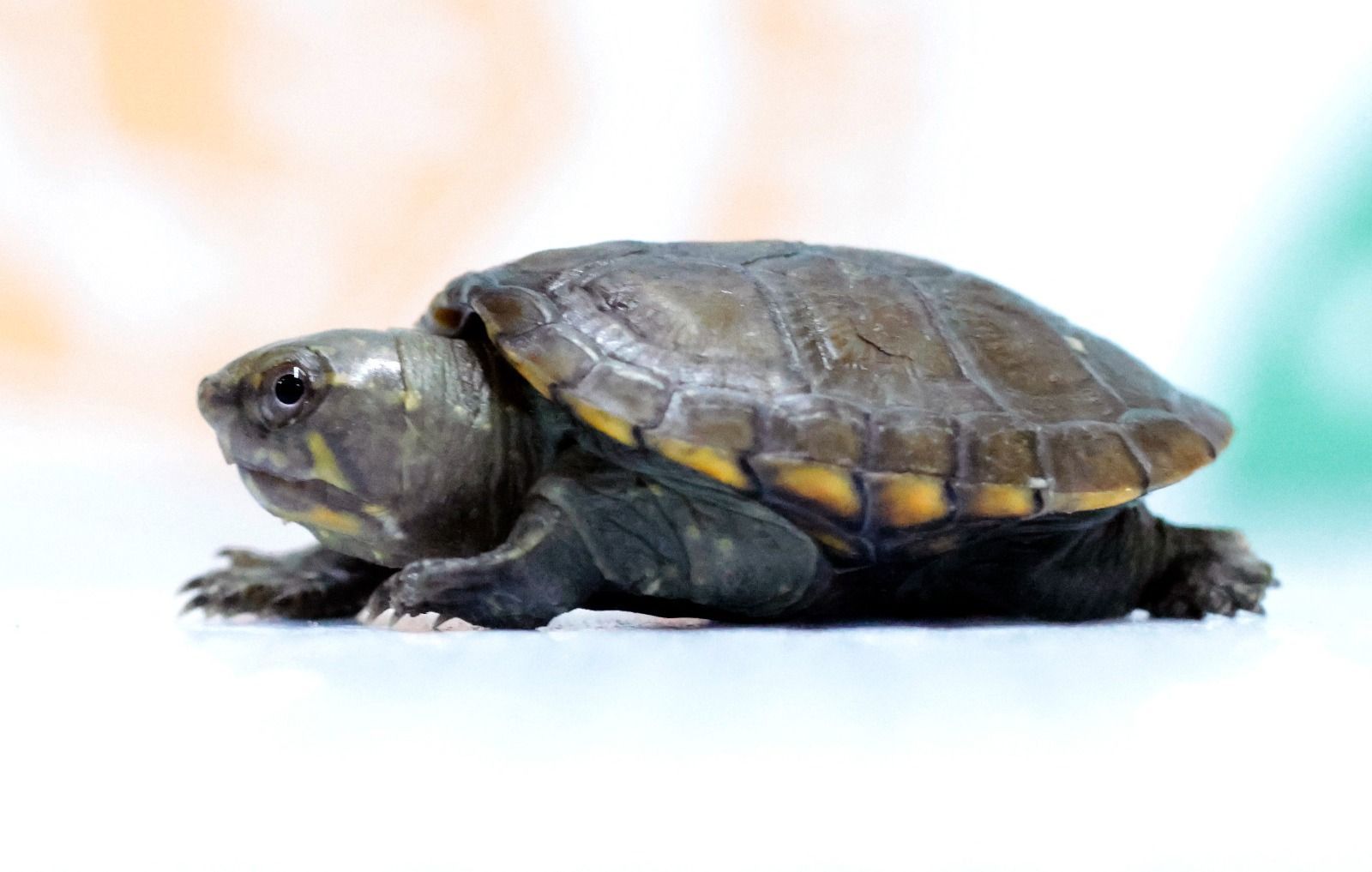 Exemplar da menor tartaruga do mundo, em risco de extinção, nasce no México