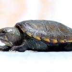 Exemplar da menor tartaruga do mundo, em risco de extinção, nasce no México
