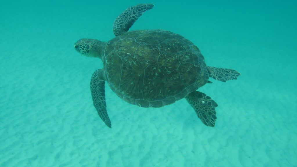 Quase 70% das tartarugas encalhadas no RJ ingeriram toneladas de detritos como plásticos