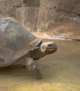 Tartaruga galápagos, morre aos 141 anos, em San Diego, nos EUA
