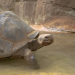 Adeus a uma lenda centenária: Gramma, a tartaruga-gigante-de-galápagos de zoológico, morre aos 141 anos