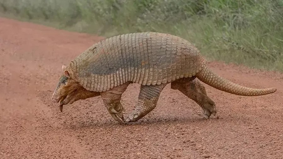 Fotógrafo flagra maior espécie de tatu durante passeio na Serra da Canastra, em Minas
