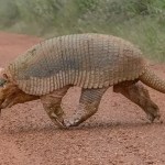 Fotógrafo flagra maior espécie de tatu durante passeio na Serra da Canastra, em Minas