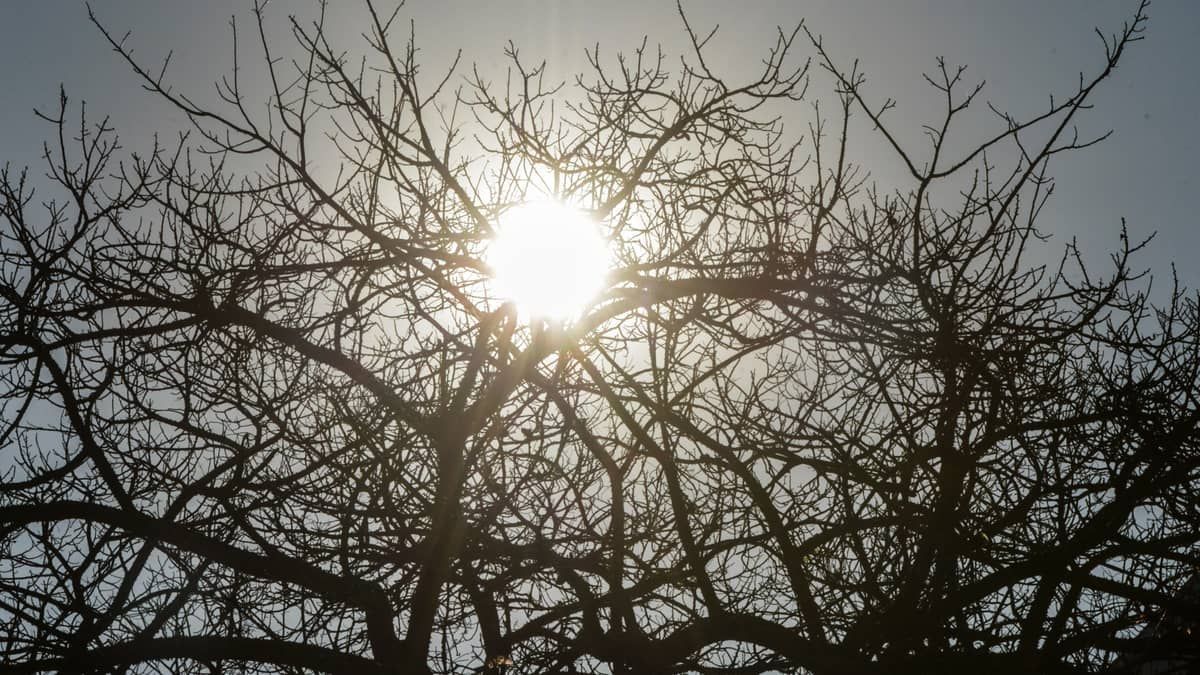 Cidade brasileira tem 'calor de Oriente Médio' e 'umidade de deserto' nesta quinta (5)