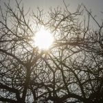 Cidade brasileira tem 'calor de Oriente Médio' e 'umidade de deserto' nesta quinta (5)