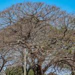 Onda de calor prevista para o Brasil já é sentida na Argentina, que tem 41ºC