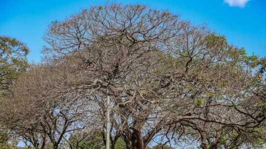 Tempo seco e calor extremo devem predominar o Brasil