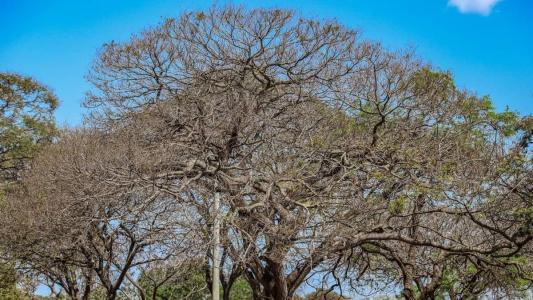 Tempo seco e calor extremo devem predominar o Brasil