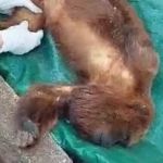 Vídeo: macaco bugio com sinais de desnutrição é capturado pelo Ibama no Sul de Minas