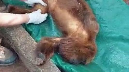 Testemunhas relatam que macaco entrava nas casas com cerca frequência