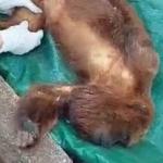 Vídeo: macaco bugio com sinais de desnutrição é capturado pelo Ibama no Sul de Minas