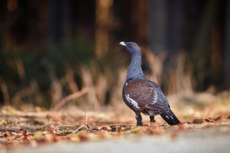 Tetraz na natureza