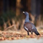 A polícia denunciou duas pessoas por fotografarem esse animal na natueza; elas agora podem ser multadas em mais de R$ 1 milhão