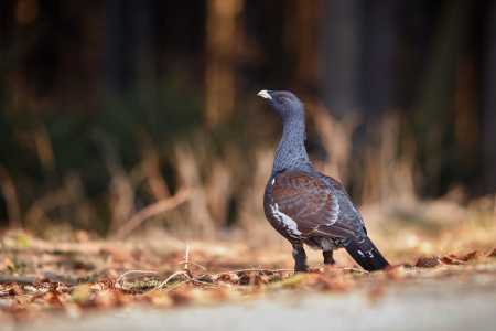 Tetraz na natureza