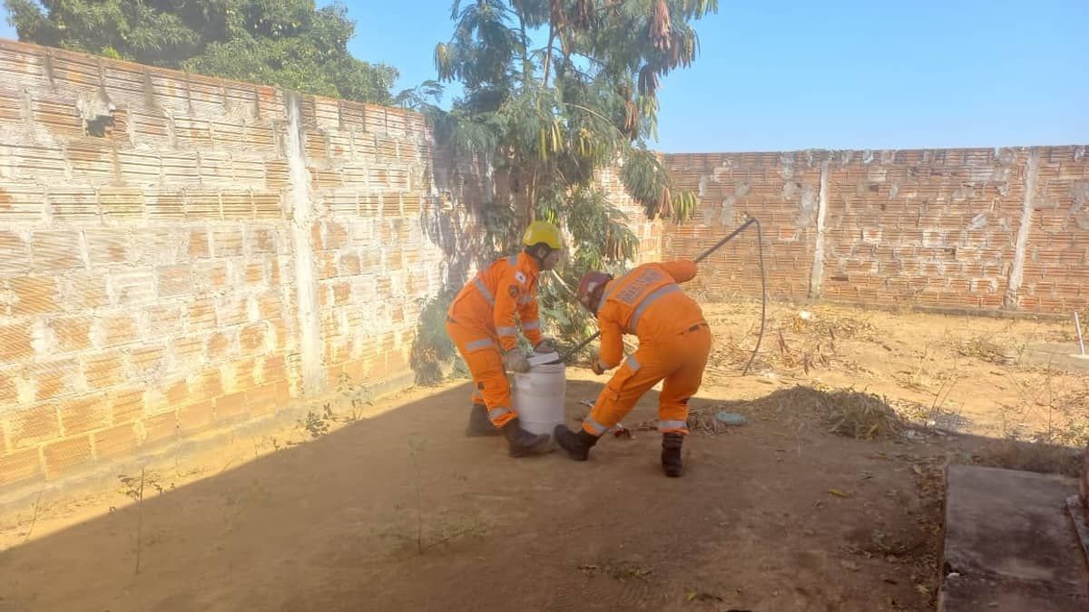 Bombeiros resgatam macaco em pátio de posto de saúde no Norte de Minas