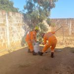 Bombeiros resgatam macaco em pátio de posto de saúde no Norte de Minas
