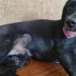 Família procura cão que fugiu de hotelzinho no Prado, em BH, durante viagem: 'crianças estão inconsoláveis'