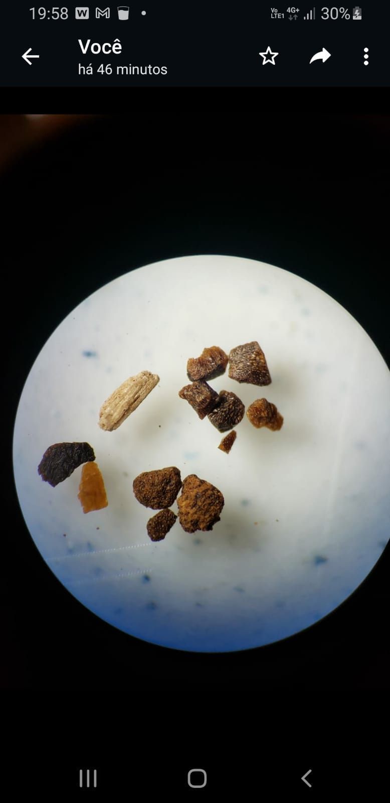 Cafés impróprios para consumo: entenda quais são as impurezas encontradas nos lotes interditados