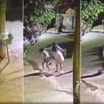 Vídeo: tia chuta e bate cabeça de sobrinha em asfalto após criança tocar campainha e sair correndo